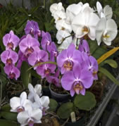 Moth Orchid